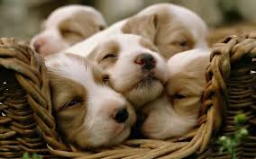 puppies sleeping